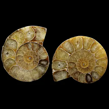 4-5 cm 2 ks/veľa Prírodných conch plátky slimák leaf fosílnych ammonite skrutku jade veľkoobchod