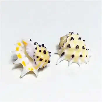 Vzácne prírodné conch shell 2-3 cm žlté zuby zriedkavé specime zber slimák shell venuša mušlí mora príslušenstvo
